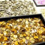 Spiral Fossil Wholesale Lot
