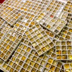 Wholesale Lot