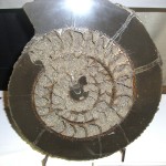 Unique Fossils
