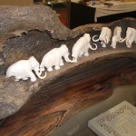 Elephant Display
