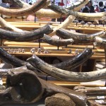 Unique Tusks