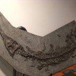 Fossilized