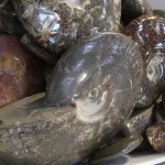 Fossils