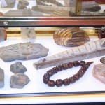 Fossiles and Antiques Collection