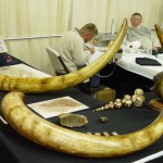 Mammoth Tusks