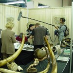 Prehistoric Mammoth Tusks