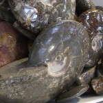 Stone and Fossile Collection
